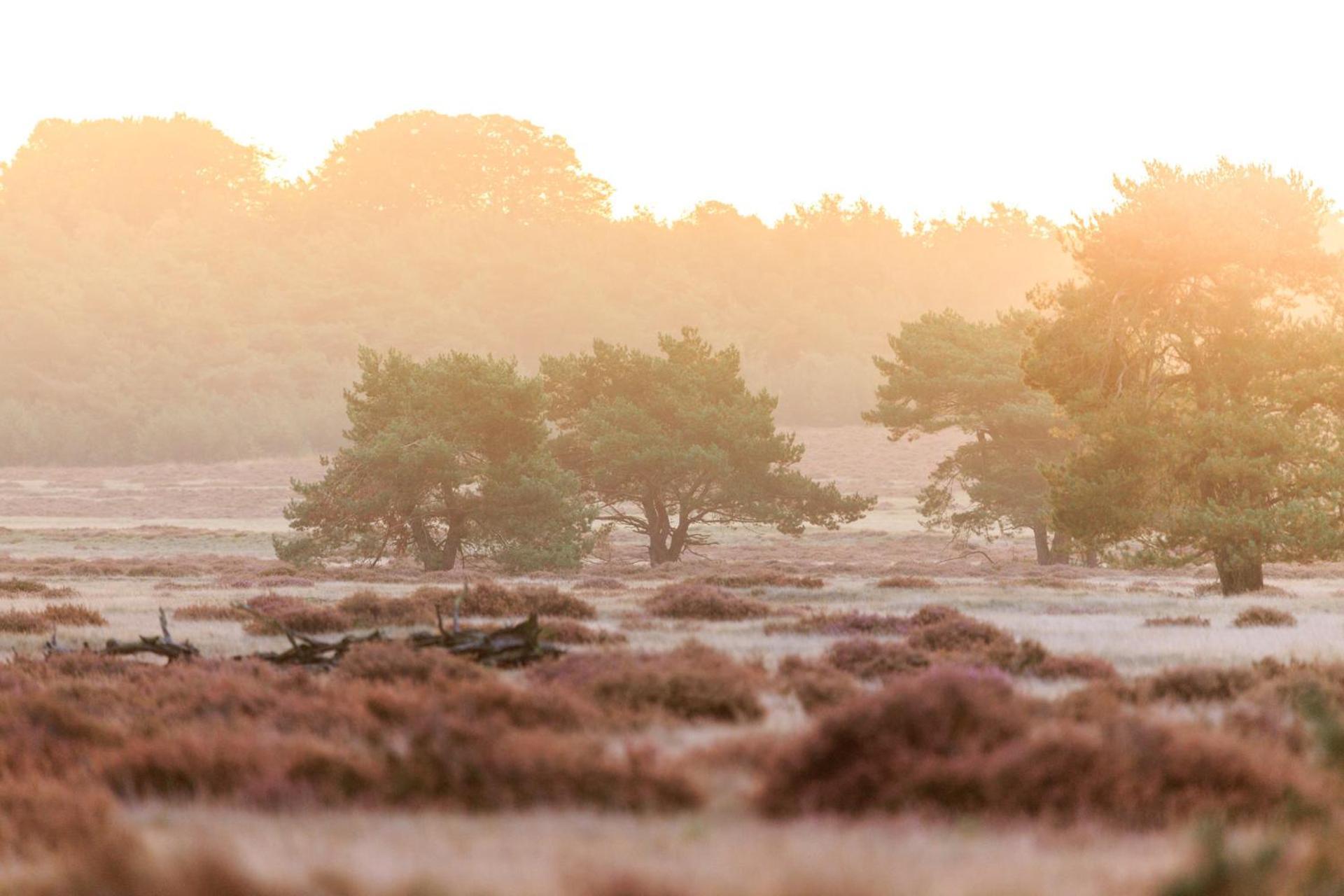 Top Luxe Chalet - Kindvriendelijk - Bos En Heide Harderwijk Esterno foto