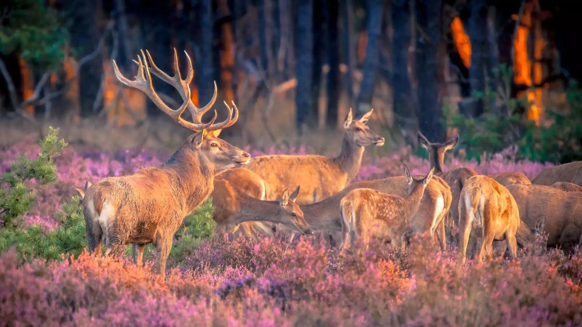 Top Luxe Chalet - Kindvriendelijk - Bos En Heide Harderwijk Esterno foto